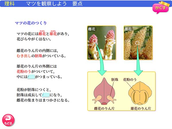 中学1年　理科「マツを観察しよう」