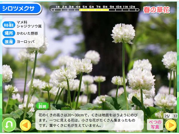 理科「草花を見よう」