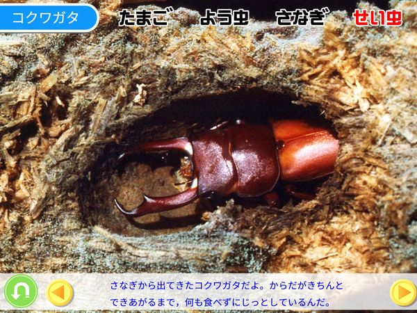 理科「こん虫の育ち方」