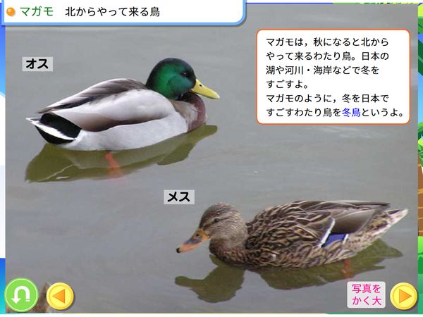 理科「秋の生き物　鳥」