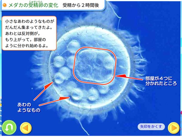 理科「メダカの受精卵の変化」