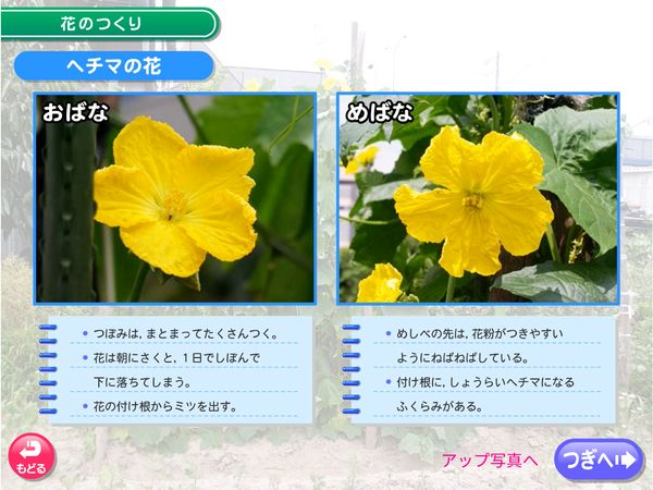 理科「花のつくり　ヘチマ」