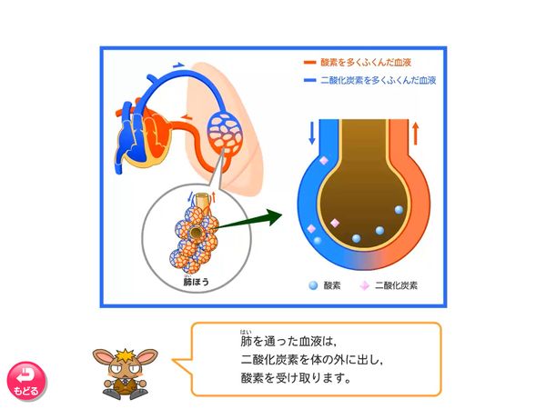 理科「血液のはたらき」